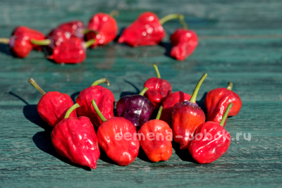 Перец острый Purple UFO, 10 шт