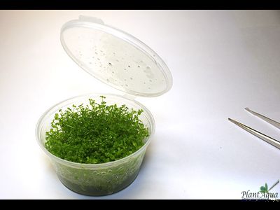 Микрантемум Монте-Карло (меристемный)