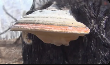 лечебный гриб трутовик лиственничный, Грибная аптека