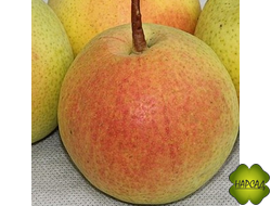 Груша "Крупноплодная Сусова" (Осенняя Сусова) (поздне-осенняя, саженец 2 года)