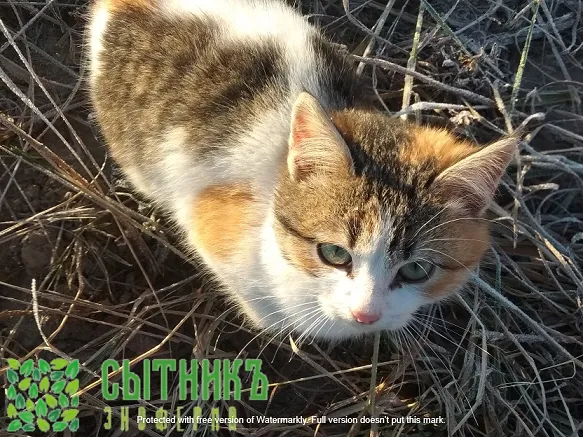 Фермерское хозяйство в Шаховском районе