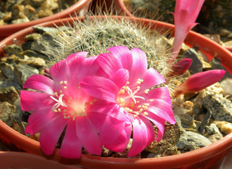 Rebutia senilis v.lilacino-rosea (семена)