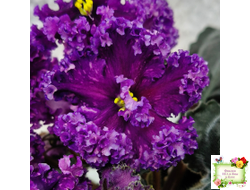 НД-Магнитная Аномалия Люкс (Н. Данилова-Суворова)