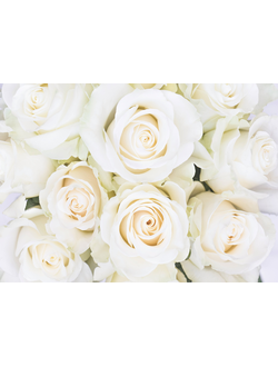 Фотообои Симфония "Белые розы"