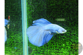 Петушок, Бойцовая рыбка, Betta splendens