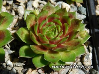 Sempervivum 'PACIFIC COUNTRI COUSIN’ - розетка