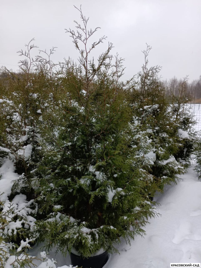 Туя Брабант 220 см - фото в снегу
