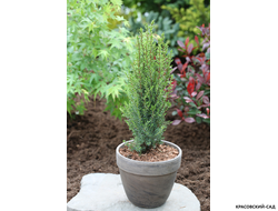 Можжевельник обыкновенный Арнольд