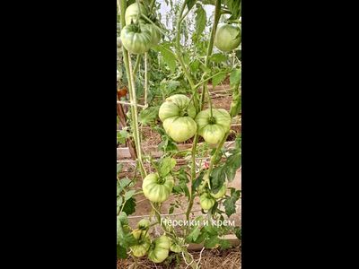 Томат Персики и крем (Peaches and Cream)