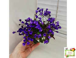 Vallarta Campanas Moradas (G.Beck) трейлер (пасынок посажен 17.08.25)