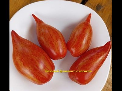 Томат Розовый фламинго полосатый