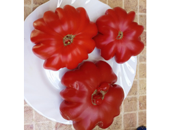 Томат Лев минусинский