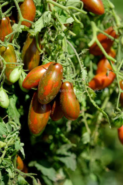 Томат Оливетта полосатая (Olivette Striée), 10 шт