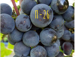 Саженцы винограда неукрывного П-26. Питомник растений Хозяйство Салминых.