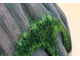Stump