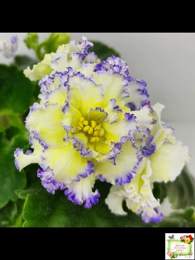 ЛЕ-Золото Нибелунгов (Е. Лебецкая) 2017 г.