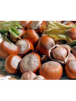 Орешник Фундук (Лещина)  Трапезунд