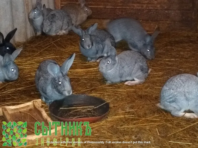 Фермерские кролики с доставкой на дом