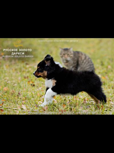 девочка ОРАНЖЕВЫЙ ошейничек Д-2025, mas = ЗАБРОНИРОВАНА