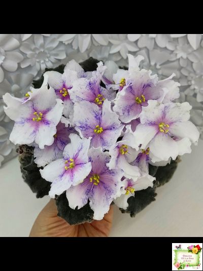 Dn-Love Time (Д. Денисенко) 2021 г.