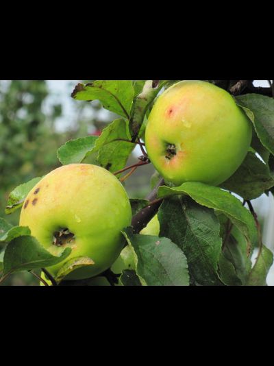 Славянка (яблоня)