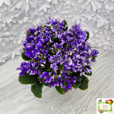 СК-Вьюнок (А.Кузнецов) (2 листа посажены в 1 стак. 24.01.26)