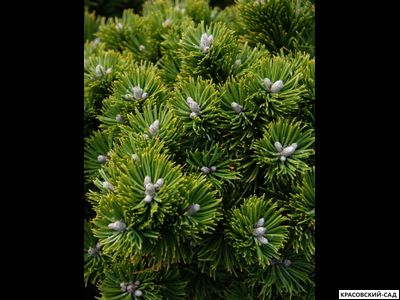 Сосна Шервуд Компакт - Sherwood Compact