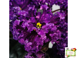 НД-Магнитная Аномалия Люкс (Н. Данилова-Суворова)