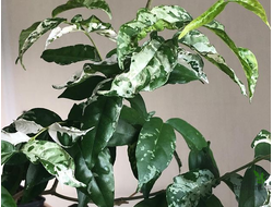 Wrightia religiosa variegata/ Райтия религиоза вариегатная