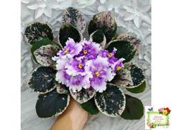 Dn-Дух Різдва (Д. Денисенко) 2020 г.