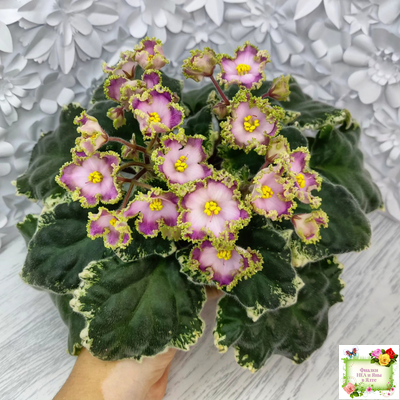 НД-Вербена (Н. Данилова-Суворова) 2021 г.