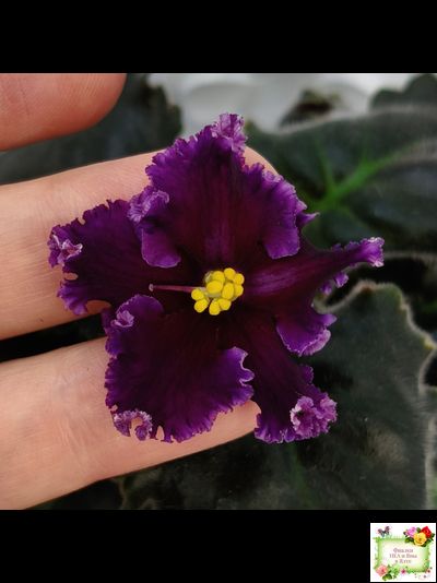 НК-Декамерон (Н.Козак) 2019 г. (лист с деткой посажен 12.07.25)