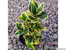 Бересклет Конадейл Голд - Canadale Gold