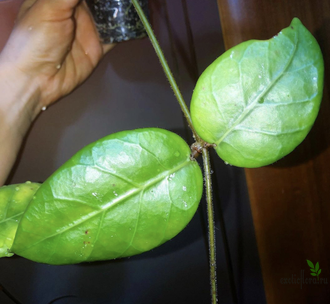 Hoya sp. DT-2, Cheingmai, Big leaves, White flower