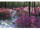 Рододендрон даурский, багульник (Rhododendron dauricum) - 100% натуральное эфирное масло