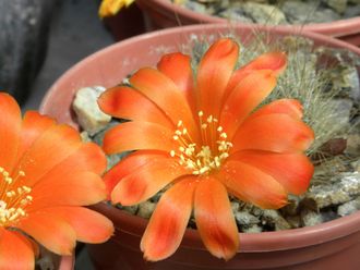 Rebutia senilis v.stuemeri - 5 семян