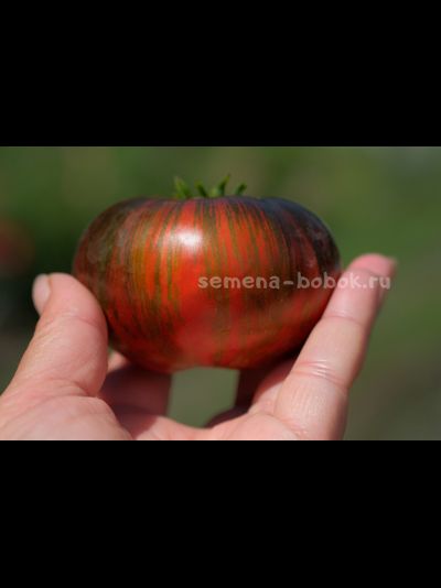 Томат Dwarf Rebel Starfighter Dipper&#039;s Delight (Гном Восставший Звездный Истребитель Восторг Диппера), 10 шт