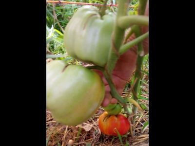 Томат Польская слива тети Сварло (Aunt Swarlo's Polish Plum)