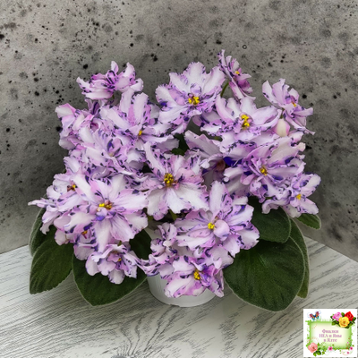 МК-Ветер Перемен (М. Карпова) химера стандарт (стартер сорт)