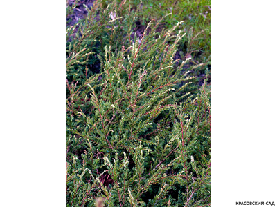 Можжевельник обыкновенный Спотти Спридер - Spotty Spreader