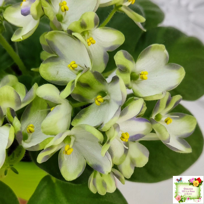 Марина Цветаева (А.Басенина) 2017 г. химера (сорт укоренённый пасынок)