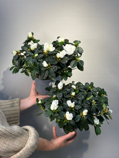 Цветок в горшке "Азалия"