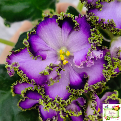 АВ-Пенная Вечеринка (Фиалковод) 2021 г.