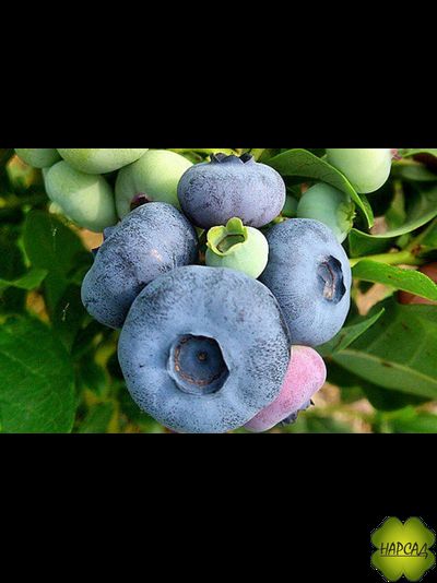 ГОЛУБИКА "ПАТРИОТ" (ОЧЕНЬ СЛАДКАЯ, ВЫСОКОРОСЛАЯ, СРЕДНЕРАННЯЯ) саженец 2 года