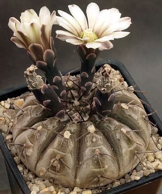 Gymnocalycium riojense ssp. paucispinum VG-550 - 5 семян