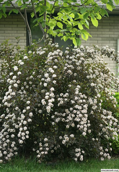 Пузыреплодник калинолистный Тайни Вайн