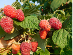 малина крупноягодная "Брянский рубин"