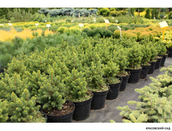 Ель Виллс Цверг - Wills Zwerg