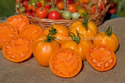 Томат Regalo Dall Italian (Подарок из Италии), 10 шт