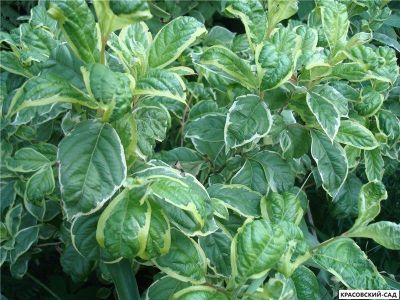 Вейгела Карикатура - Caricature